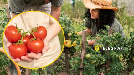 Чем подкормить помидоры в августе