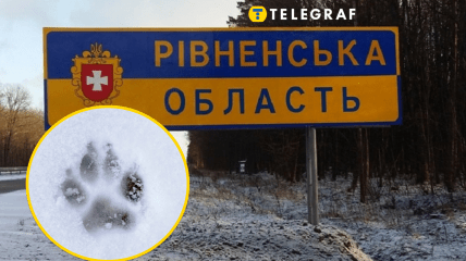 На Рівненщині помітили дикого вовка