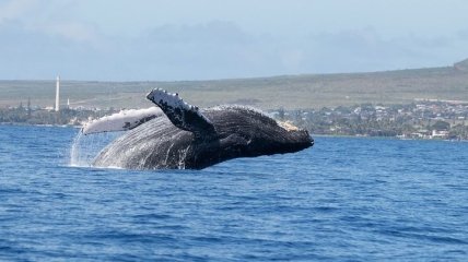 Стали делать это больше: почему киты выбрасываются на берег чаще