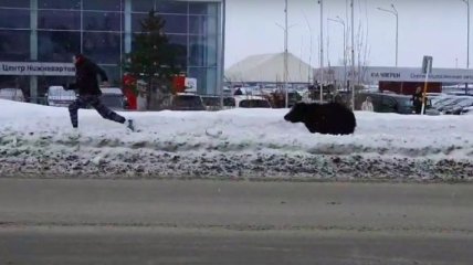 Пришлось начать утро с пробежки: в России медведь устроил погоню за людьми посреди горда (видео)