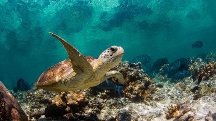 Австралийские черепахи могут исчезнуть с лица Земли из-за пластика 