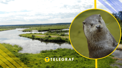 Видра речная, иллюстративная фото