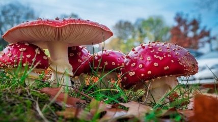 Ученые обнаружили, что галлюциногенные грибы способны повышать потенциал человека