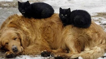 Смышленые и очень хитрые: кошки, которые используют собак, как подушку 