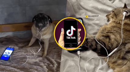 Колаж "Телеграф"