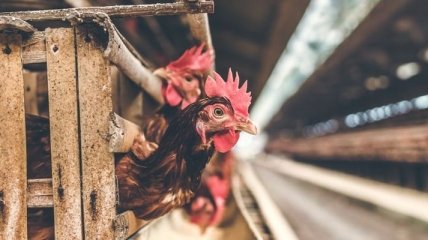 Карантин не помеха: В Украине увеличилось производство курятины