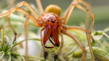 Под Киевом дачника укусил один из опаснейших в мире пауков