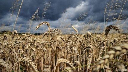 Казахстан пытался продать России гнилую пшеницу пополам с мусором