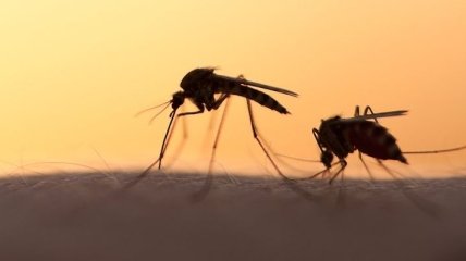 Ученые выяснили, кого комары кусают чаще