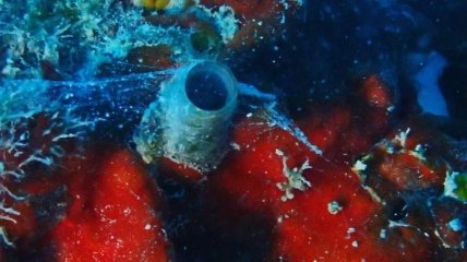 Ученые обнаружили в океане уникальное существо