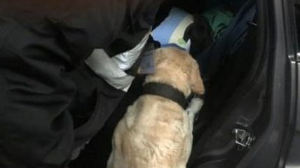 В Харькове служебная собака обнаружила наркотики