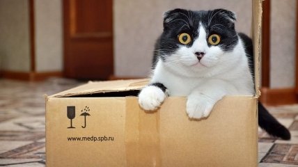 Ученые выяснили, почему коты любят играть с коробками 