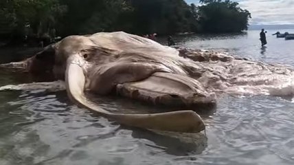 В Индонезии обнаружили тело гигантского неизвестного животного (Видео)