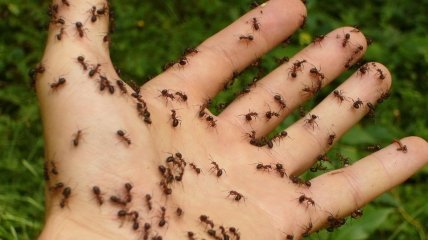 Як позбутися мурах на ділянці