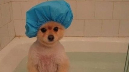 Позитивные собачки, которые любят принимать ванну