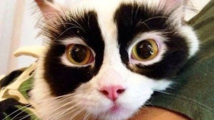 Кошки с уникальным окрасом, который вас удивит (Фото) 