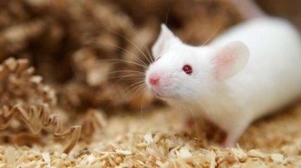 Ученые смогли вылечить мышей от болезни Паркинсона