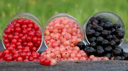 Смородина будет бурно плодить, если хорошо ее удобрить