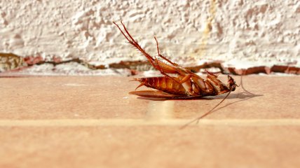 Как избавиться от тараканов и мух в домашних условиях