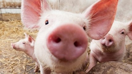 Ученые подтвердили уязвимость человека к новому виду свиного вируса
