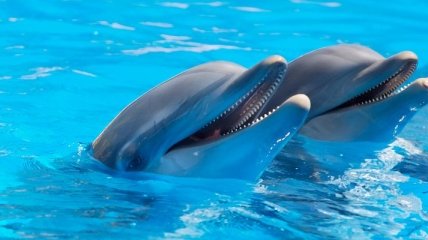 В США в розыск объявлены убийцы дельфинов