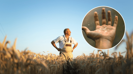 Осенние осадки повлияют на развитие пшеницы