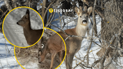 В Ровно заметили молодую косулю