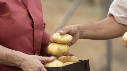 Удачные дни для посадки картофеля в мае станут залогом хорошего урожая