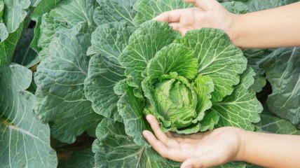 Насіння капусти зійдуть