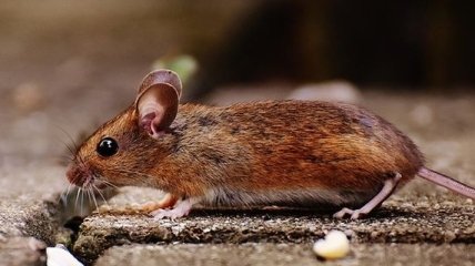 Ученые нашли способ дистанционно управлять любыми мышами 