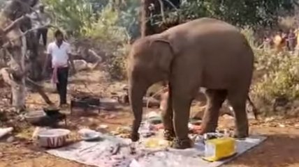 Незваный гость: в Индии слон разогнал людей с пикника и съел всю еду (Видео)