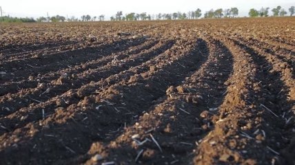 В Минагро сообщили размер субсидий для новых фермерских хозяйств