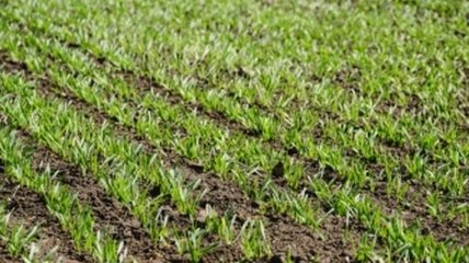 Минагрополитики: В 9 областях начат посев ранних зерновых культур