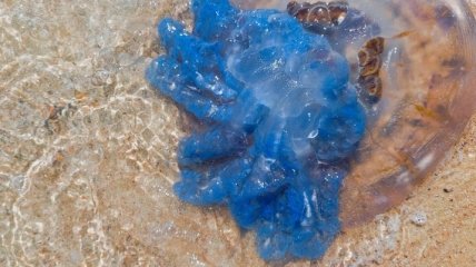 Сотні мертвих медуз засіяли берег Коблево: користувачі мережі показали, як це виглядає (відео)