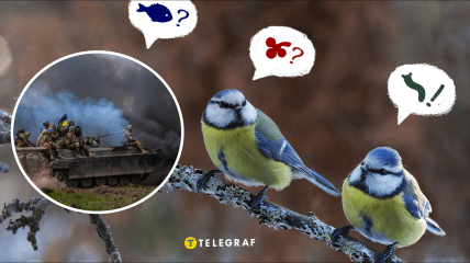 Птицы во время войны