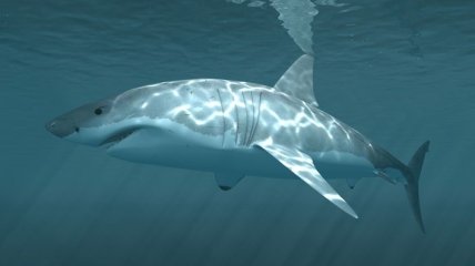 На победителя "Берлинале" Адама Стренджа напала акула