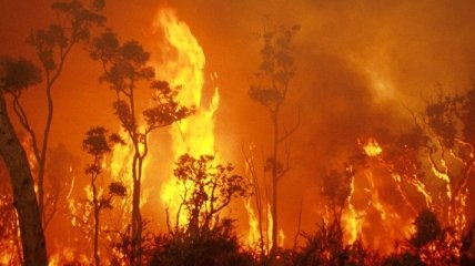 Аномальная жара вызвала масштабные пожары на юге Австралии