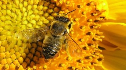 В Черниговской области массово гибнут пчелы