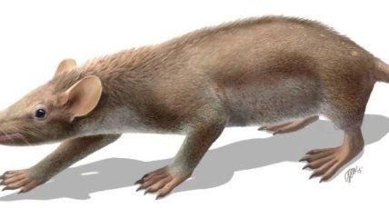 Палеонтологи нашли доисторическое млекопитающее  
