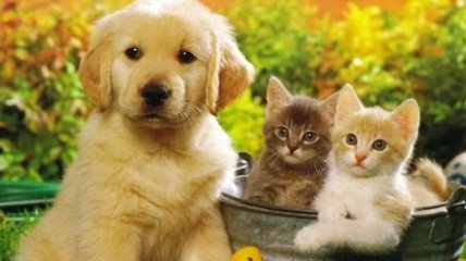 Великобритания запретит продажу щенков и котят в зоомагазинах