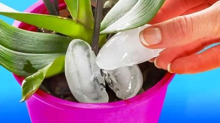Чому орхідеї потрібно поливати кубиками льоду — відповідь