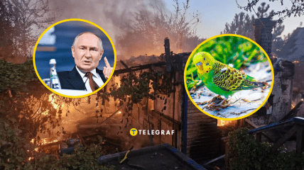 Даже птицы понимают сущность главы Кремля