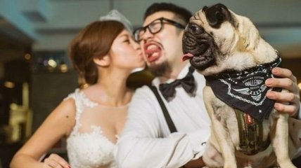 Смех до слез: убойные свадебные снимки с животными 