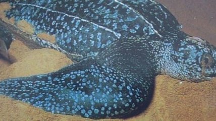 Ученые говорят об угрозе исчезновения морских черепах