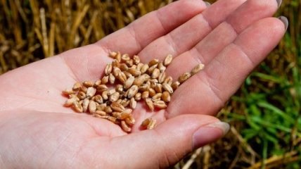 Украина в 2012г соберет 47 млн тонн зерновых 