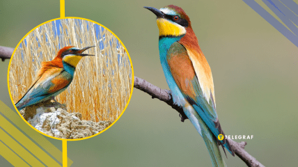 Бджолоїдка, ілюстративне фото