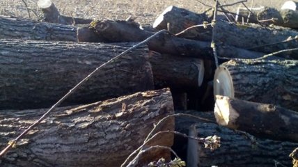В Кировоградской области мужчина вырубил деревья на 200 тысяч гривен