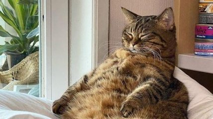 Такого толстяка вы еще не видели: кот по кличке Мангго украдет ваше сердечко