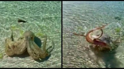 В Австралии разъяренный осьминог набросился на геолога (видео)