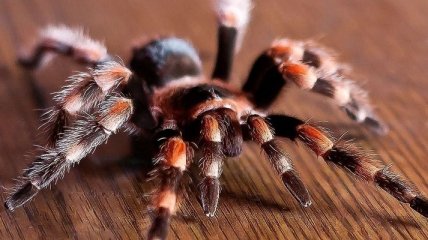 Ученые считают, что пауки могут съесть все человечество всего за год